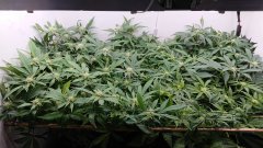12/12 + 20