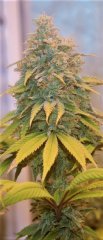 Pakistan Chitral CBD (WorldPharma)