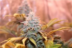 Pakistan Chitral CBD (WorldPharma)