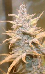 Candida CD-1 (MMG)