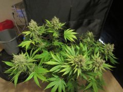 Pink gorilla 1
