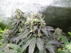 IMG_1819.JPG