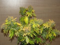 Pink Gorilla #2