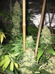 IMG_3387_(Copier).JPG