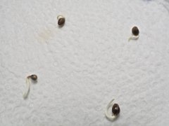 Germination