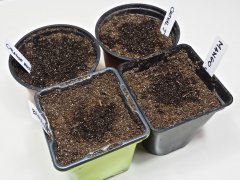 Germination