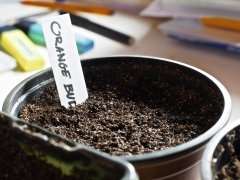 Germination