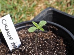 Orange Bud