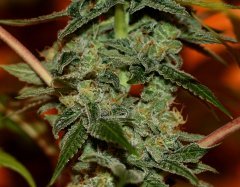 THseeds Darkstar