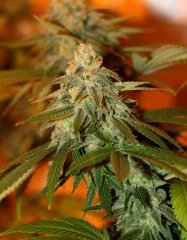 Blimburn GDP