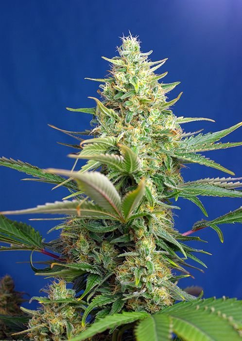 Sweet Pure auto