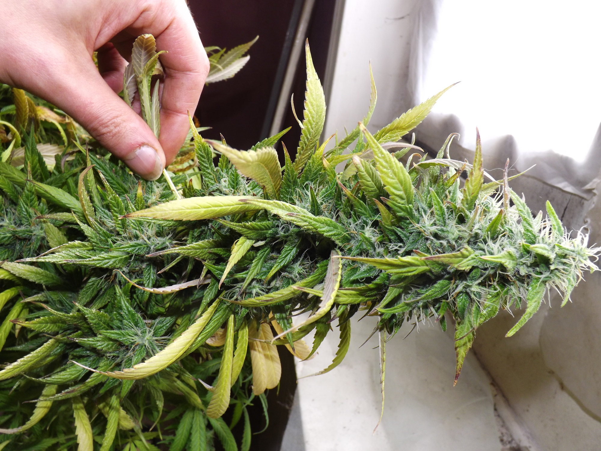 00_ouzbek_1_bud.JPG.8f8dde359067110c2f48e1e51ee25fa0.JPG