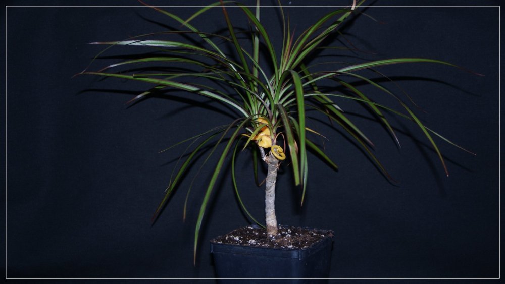 Dracéna.jpg