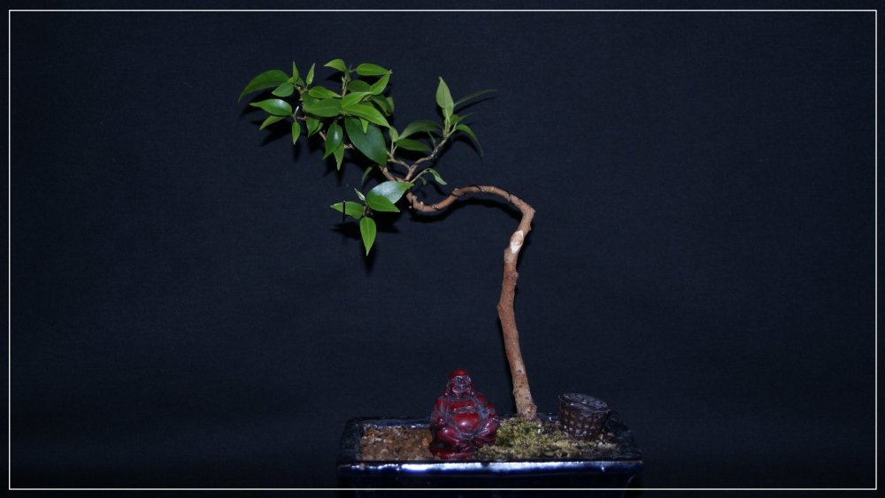bonsaï ficus.jpg