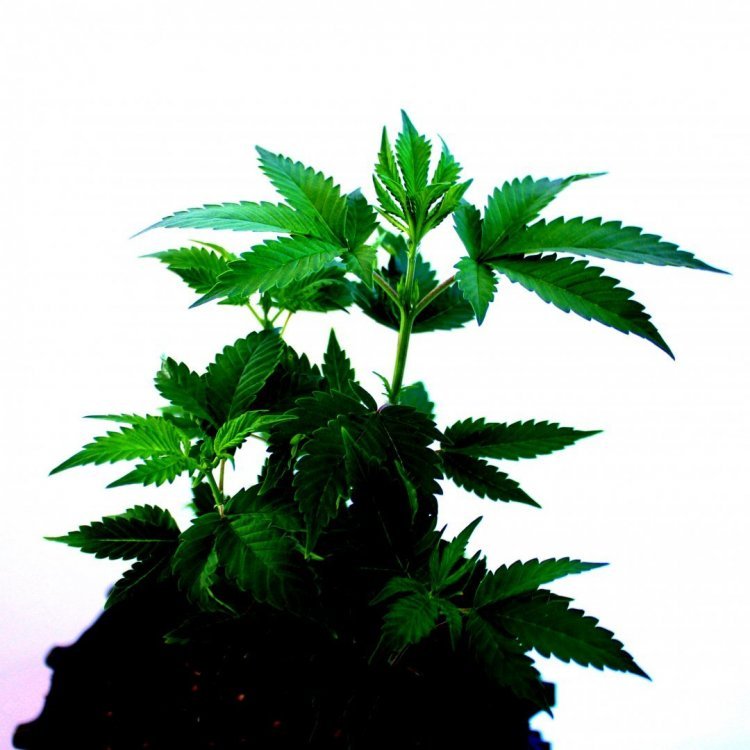 1405570146_90(1).thumb.JPG.011e64a2ac49941685a64b2661dc3ebf.JPG