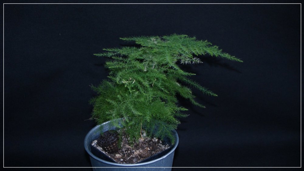 Asparagus_'Plumosus'.jpg