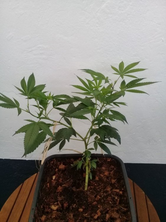 20190522_165606.thumb.jpg.afec6664d54f76b44309dde6c504f25c.jpg