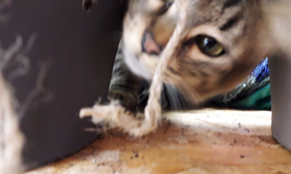 20190527_222525.thumb.jpg.61b75b015c36bc5adec6474d50441e0d.jpg