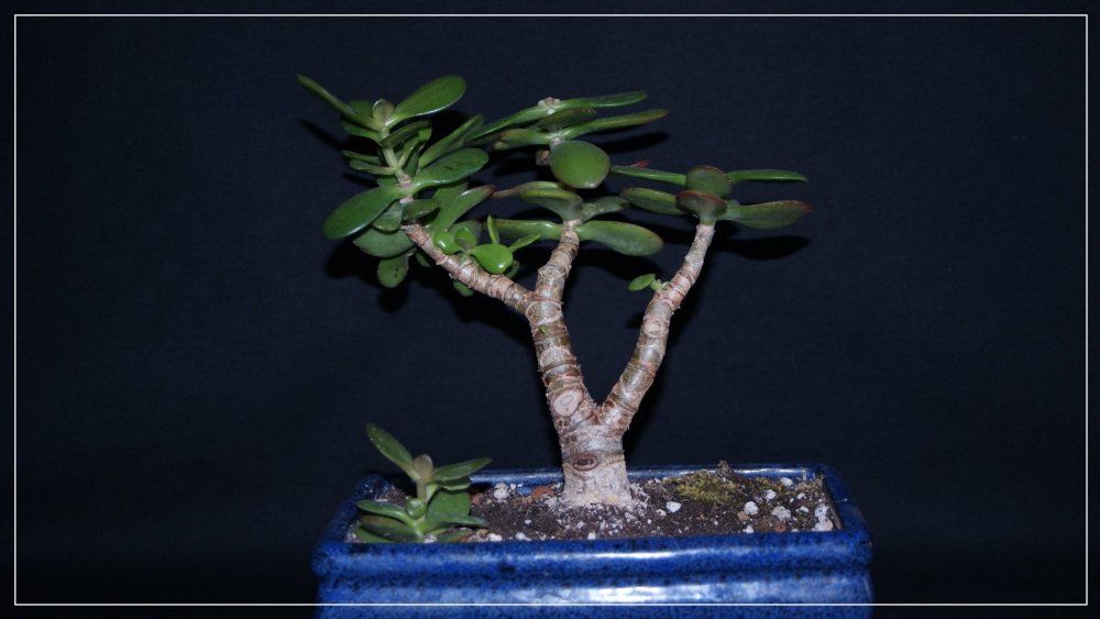 bonsaï Crassula.jpg
