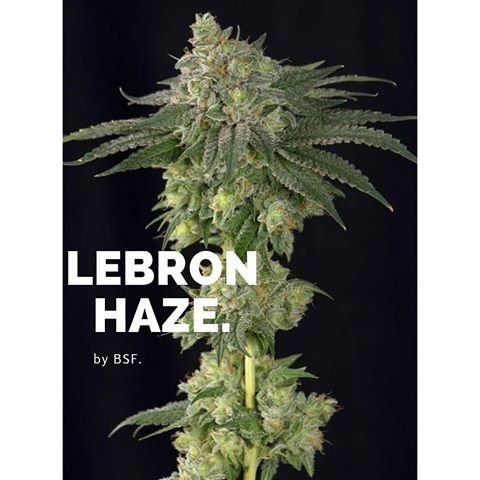 Lebron Haze