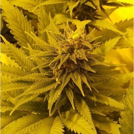 Critical Plus