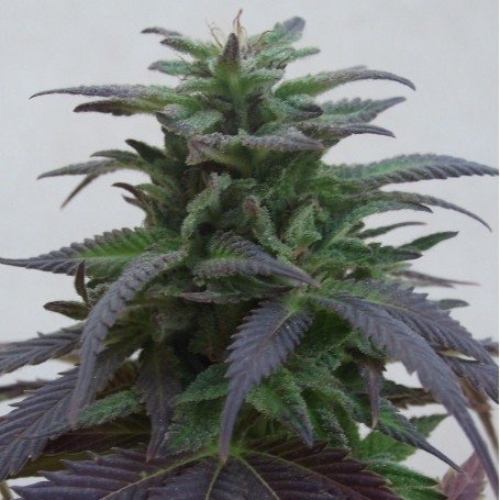 Purplevender
