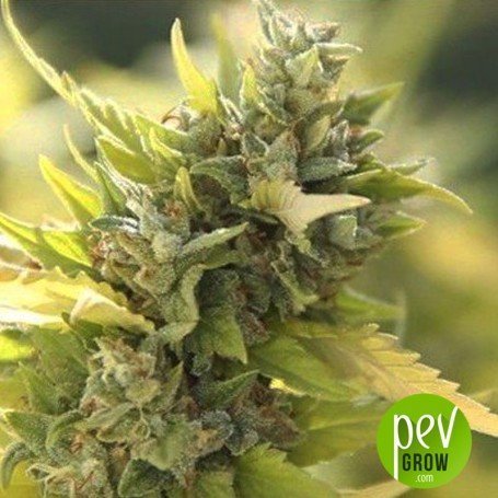 Hashish Plant