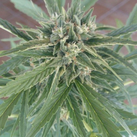 Somango Haze