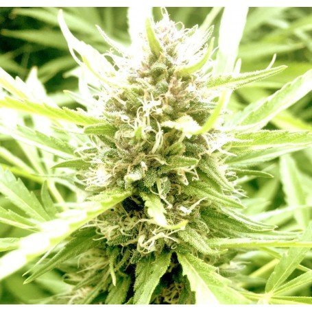 Big Bud