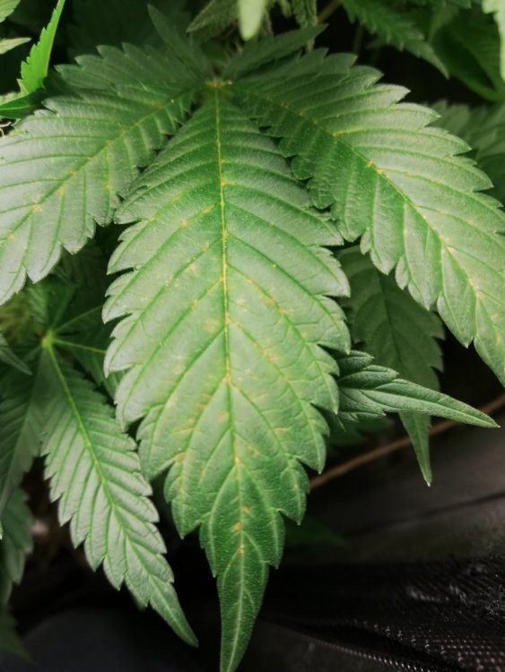 59670016_373244213280636_1173680954154156032_n.jpg