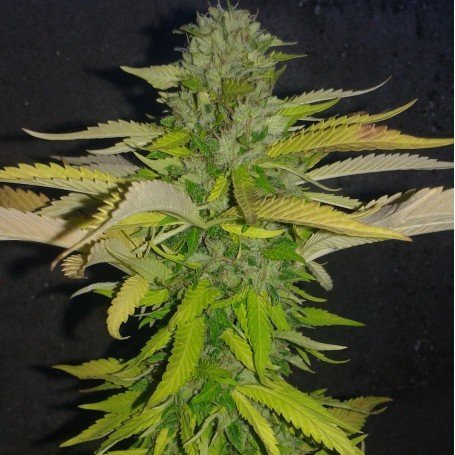 Og Kush