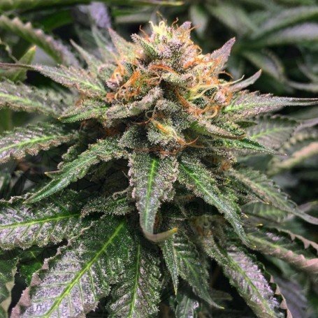 Amnesia Lemon