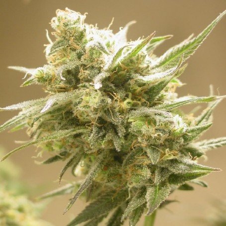 Session's weed
