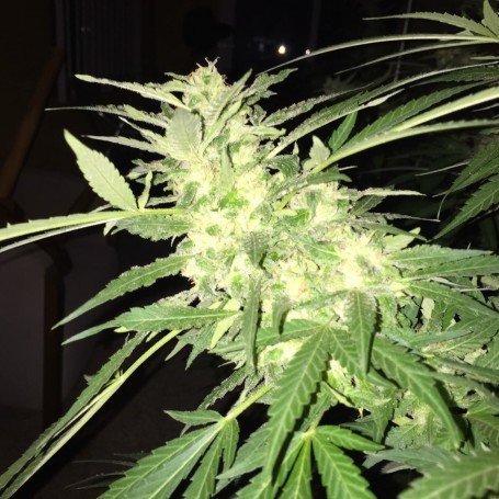 Bruce Banner