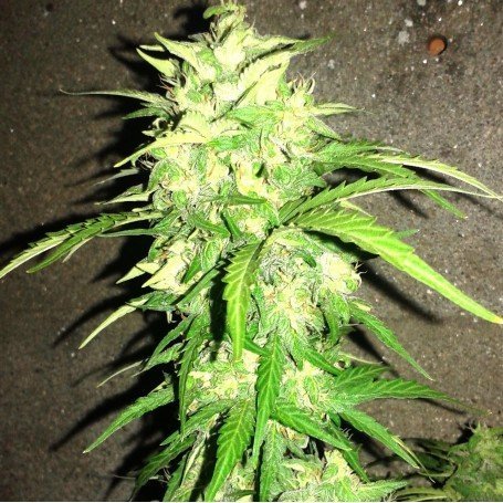 CBD time