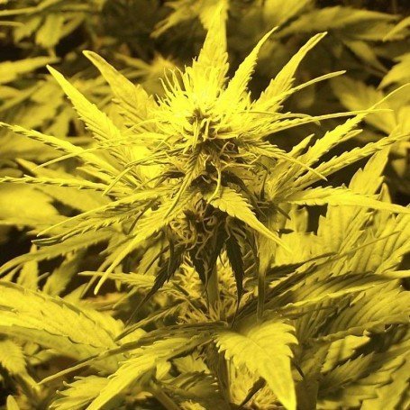 CBD widow 2018