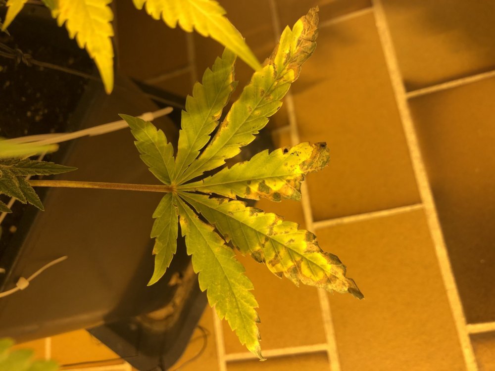 ADEFD038-E31F-404D-AE96-7B884D03659D.jpeg