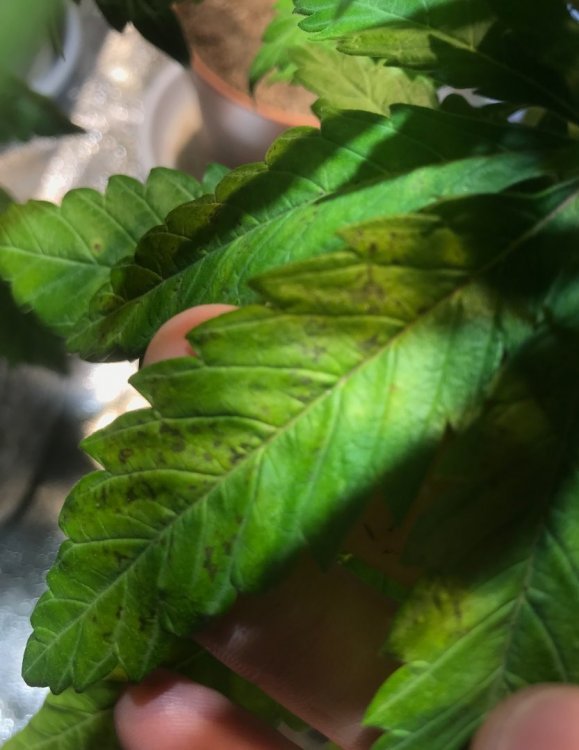 D2163CB8-2128-4A1D-9984-27F656947D81.jpeg