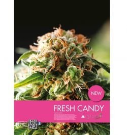 Fresh candy