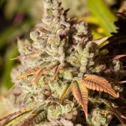 Gorilla Glue #4