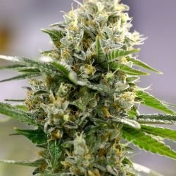 Moby D XXL auto