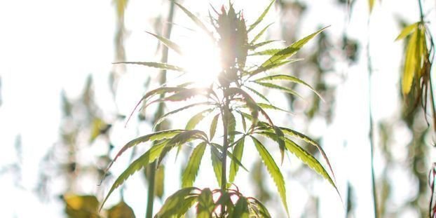 Cannabis thérapeutique en France : le comité d'experts auditionne les producteurs étrangers
