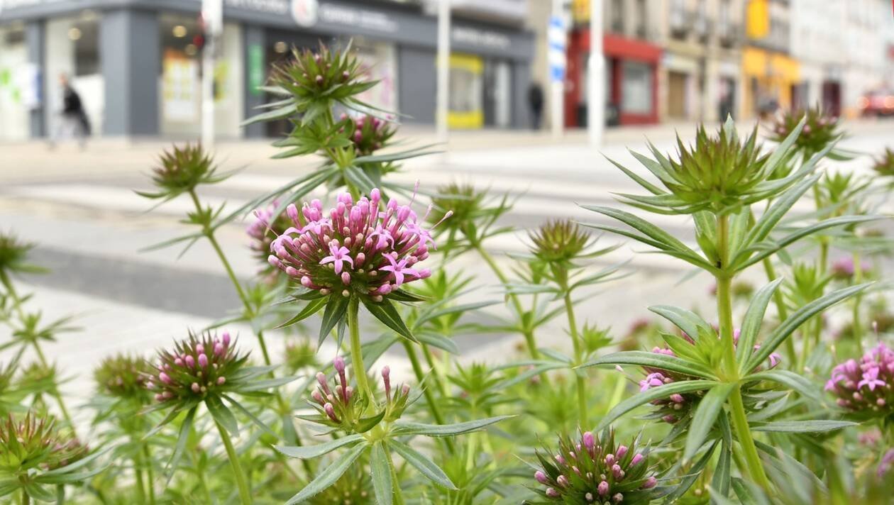 Fortes odeurs de cannabis : le mystère résolu rue Saint-Marc