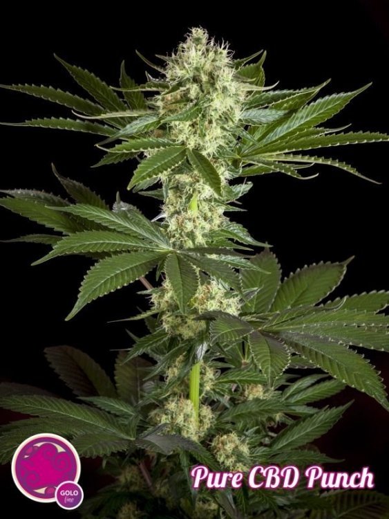 pure-cbd-punch_204_1_.jpg