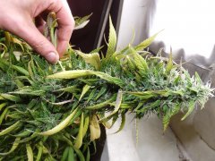 00_ouzbek_1_bud.JPG