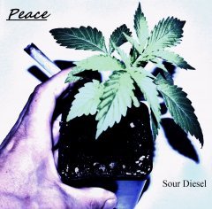 Sour diesel phéno spécial