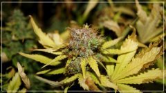F+60 Blueberry Haze B.jpg