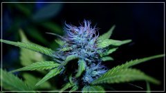 F+40 blueberry haze.jpg