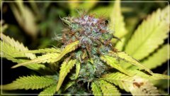 F+50 blueberry haze.jpg
