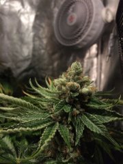 Kosher Sorbet FLO+63.jpg